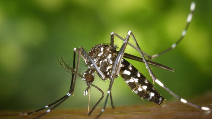 Desvelan el alimento que espanta a los mosquitos