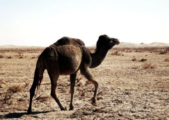 El coronavirus MERS reaparece en Qatar