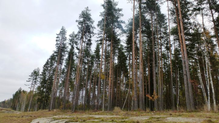 Dónde está Carelia, la región rusa que Finlandia perdió en la Segunda Guerra Mundial