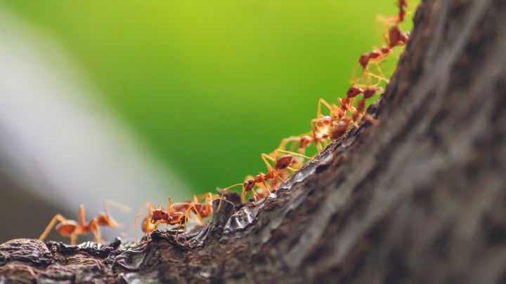 Dos alimentos letales para eliminar las hormigas del azúcar al momento