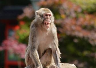 Qué se sabe sobre Monkeypox, la viruela del mono: ¿cuáles son los riesgos y qué síntomas tiene?