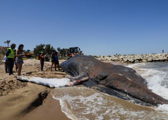 Muere una ballena de 25 toneladas en la costa de Valencia