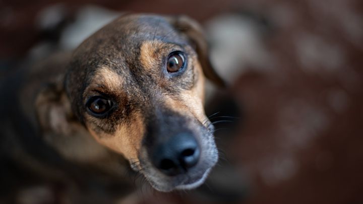 La enfermedad del ‘gusano del corazón’ en los perros que se extiende en España