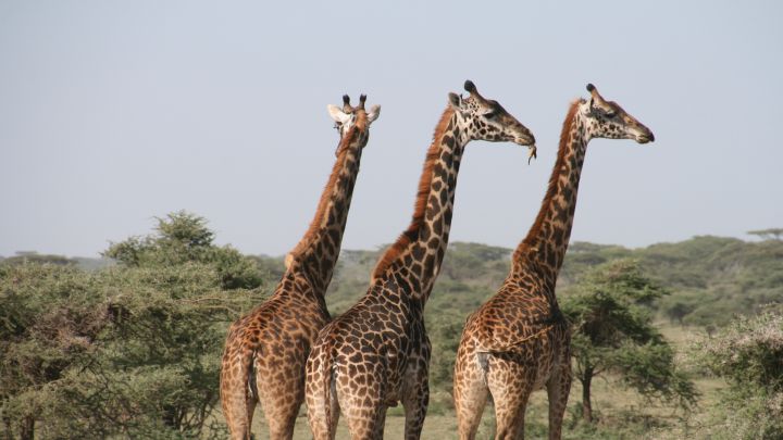 Resuelven el misterio de la evolución de las jirafas