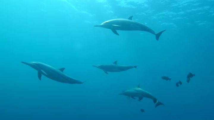El impacto de la guerra en los delfines del Mar Negro