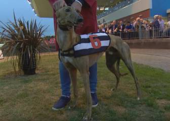 Champion Irish greyhound tests positive for cocaine