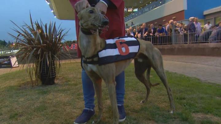 Greyhound racing world in shock as Clonbrien Hero tests positive for cocaine