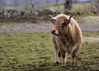 Goalkeeper has run-in with escaped cow as Scottish side face injury crisis
