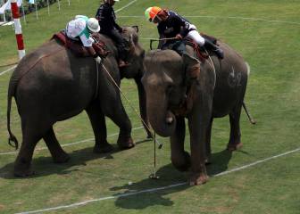 King’s Cup elephant polo kicks off in Bangkok
