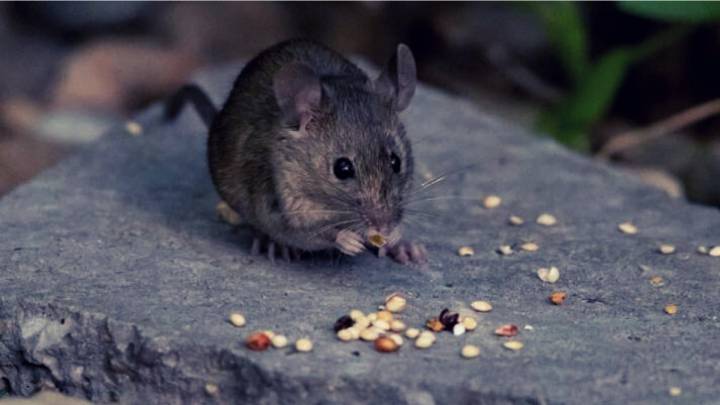 Coronavirus: Should we be worried about the hantavirus?