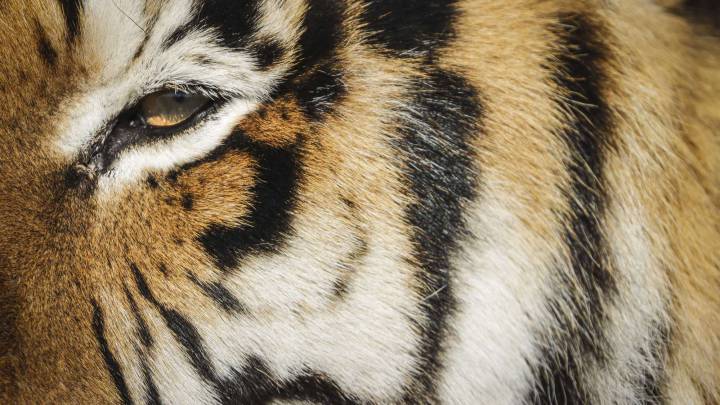 Coronavirus: tiger at Bronx Zoo tests positive for Covid-19