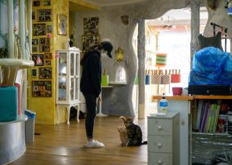 Coronavirus: Can pets get infected with COVID-19?