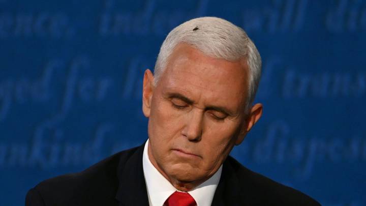 Watch: Fly stuck on Pence's head during live debate