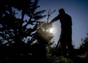 Christmas trees will form part of Black Friday deals