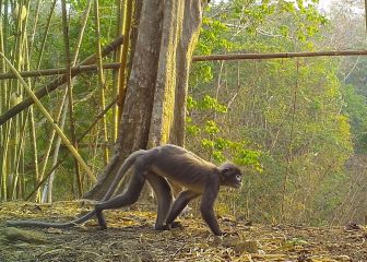 WWF confirm 224 new species of animals and plants discovered