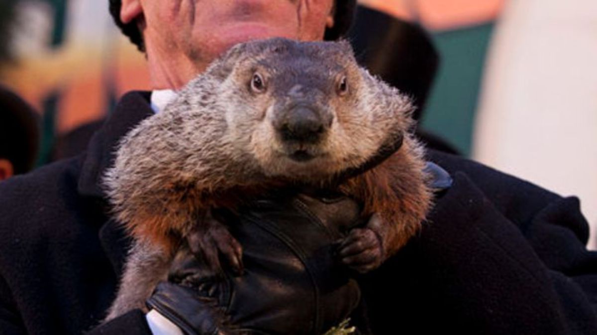What is the groundhog's name for groundhog day? - Vimarsana News