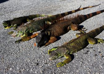 Colder temperatures threaten iguana population
