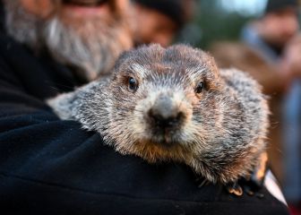 Untimely deaths of Groundhog Day oracles