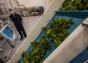 Deadly Listeria outbreak linked to packaged salads
