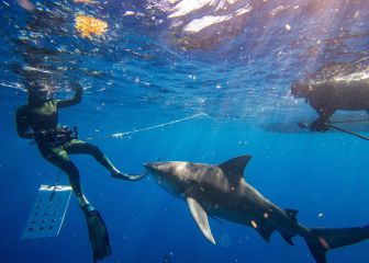 Brit killed in Sydney shark attack
