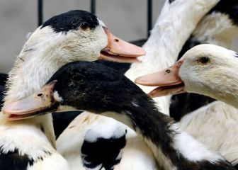 What are the symptoms of the avian flu? How many confirmed cases are there?