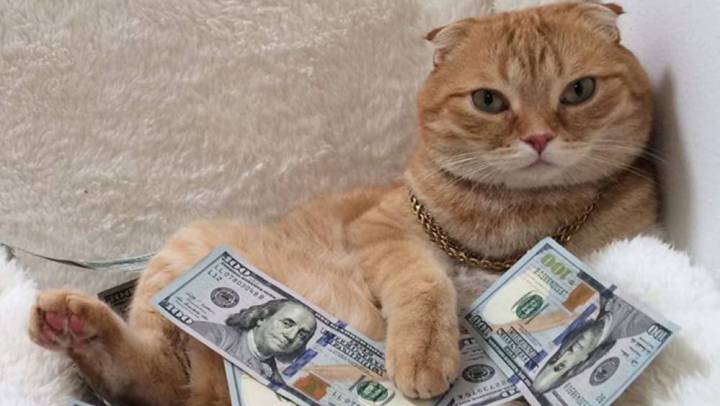 Si te gustan los gatos y el dinero, este es tu sitio
