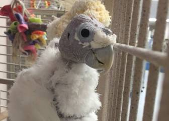 King O: la cacatúa que necesitaba bailar para superar el estrés