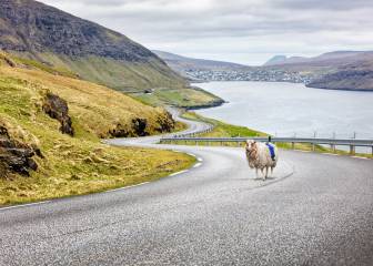 Islas Feroe, donde las ovejas están sustituyendo a Google