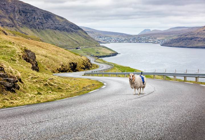 Islas Feroe, donde las ovejas están sustituyendo a Google