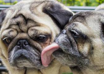 Estos carlinos resumen un domingo de tus padres