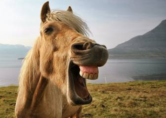 Traducimos 25 refranes por si te apuntas a clases de idiomas