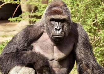 El zoo del gorila abatido pide a Internet que cesen los memes
