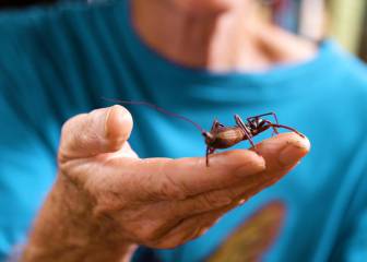 Estos son los insectos con la picadura más dolorosa según el hombre que ha sufrido todas