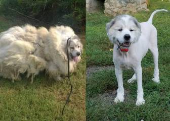 El antes y el después de un perro tras seis años sin cortarle el pelo