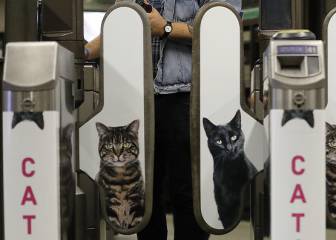 Fotos de gatos sin hogar en vez de anuncios: La estación de Metro que te animará a adoptar