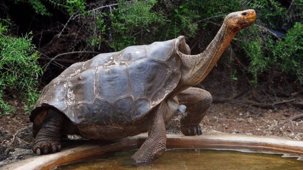 Diego La Tortuga Que Está Salvando A Su Especie A Base De Ser Un Portento Sexual 