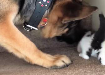 Ternura máxima: Así ayuda un pastor alemán a un gatito a subir escaleras