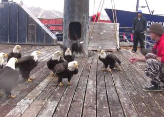 Locura animal: la isla de Alaska en la que las águilas se comportan como palomas