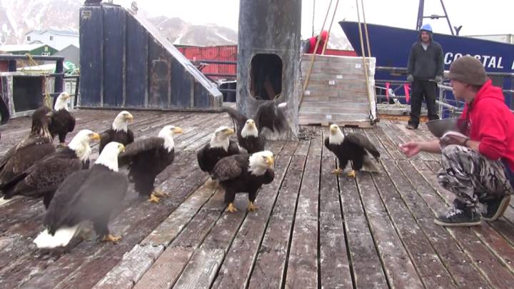 Locura animal: En esta isla de Alaska las águilas se comportan como palomas