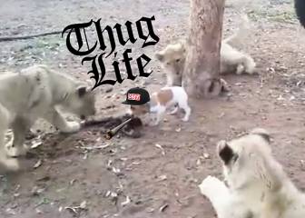 Thug life canino: El perrito que intimida a leones