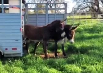 Estos burros del desierto alucinan cuando ven césped por primera vez