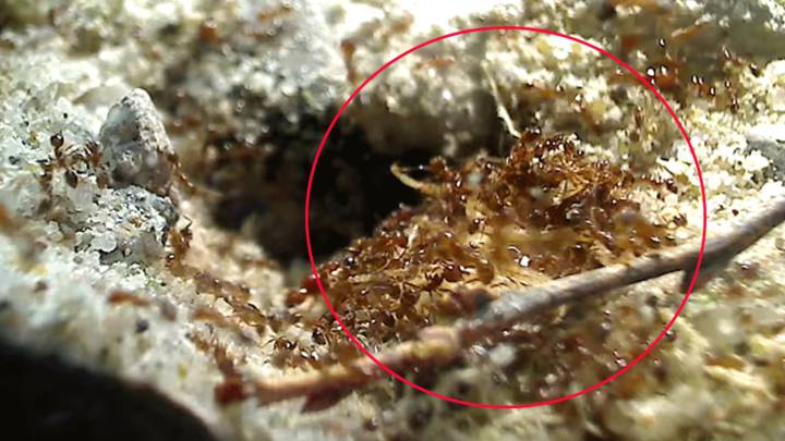 Una colonia de hormigas de fuego devora a una cucaracha con sus crías