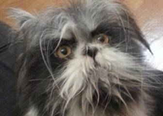 ¿Es un gato o un perro? Atchoum, la mascota que divide a internet