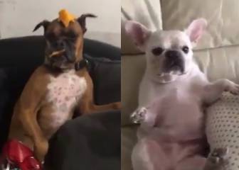 Se acabó el Mannequin Challenge: los perros han ganado