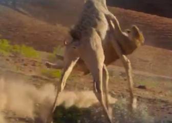 La jirafa McGregor que consiguió dar una paliza a una leona