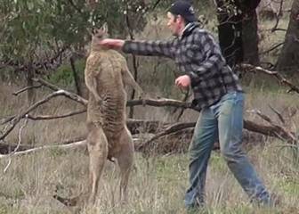 Pelea hombre contra canguro