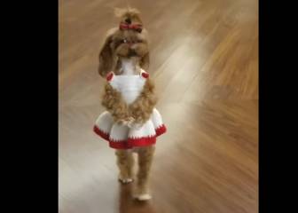 Este perro caminando sobre dos piernas es tierno y espeluznante a la vez