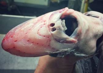 Criaturas del fondo de los mares