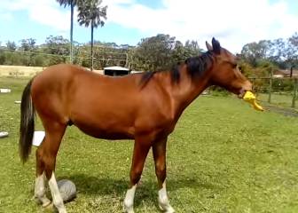 El nuevo mejor amigo de los caballos: un pollo de goma