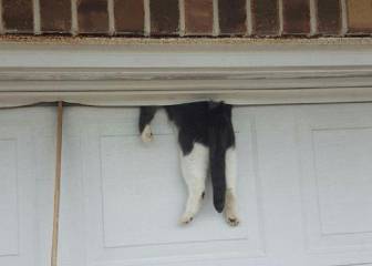 7 pruebas de que los gatos tienen realmente 7 vidas